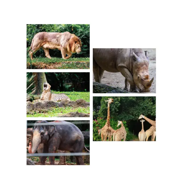 馬來西亞國家動物園：綠蔭樂園，無窮體驗和樂趣