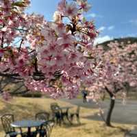 兵庫淡路島春之櫻祭🌸