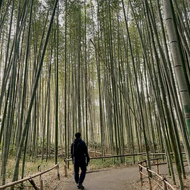 Walking at Arashiyama bamboo forest