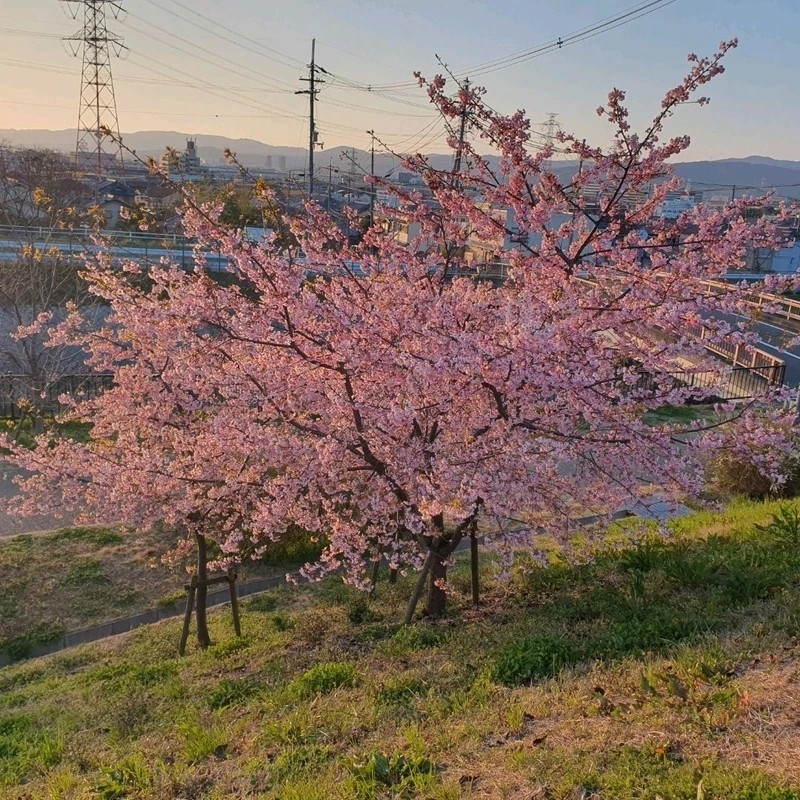 山田池公園】一足早い河津桜は満開です！ | Trip.com 枚方