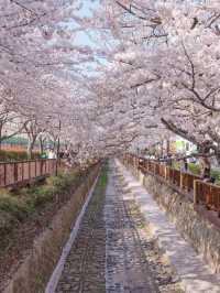 Yeojwacheon Stream จุดชมพ็อตกตเกาหลีกว่า 4 แสนต้น