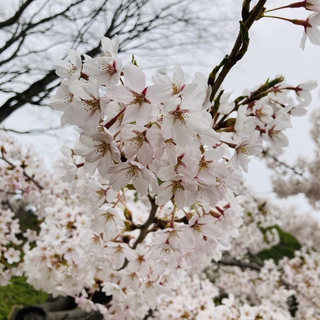 ゴールデンウィークに楽しめる桜スポット