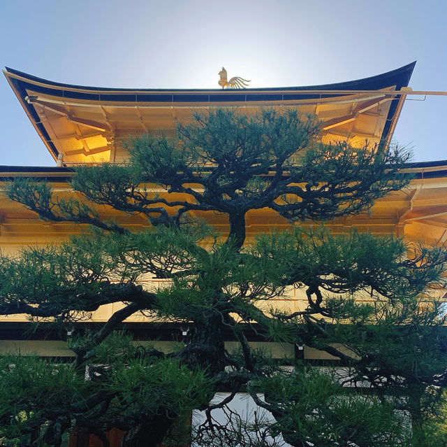 【京都の定番スポット★】金閣寺