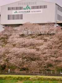 神奈川縣南足柄市櫻花 Ichinoseki Harane