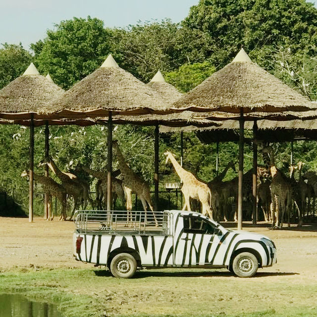 🇹🇭 Wild Adventures Awaits at Safari World 