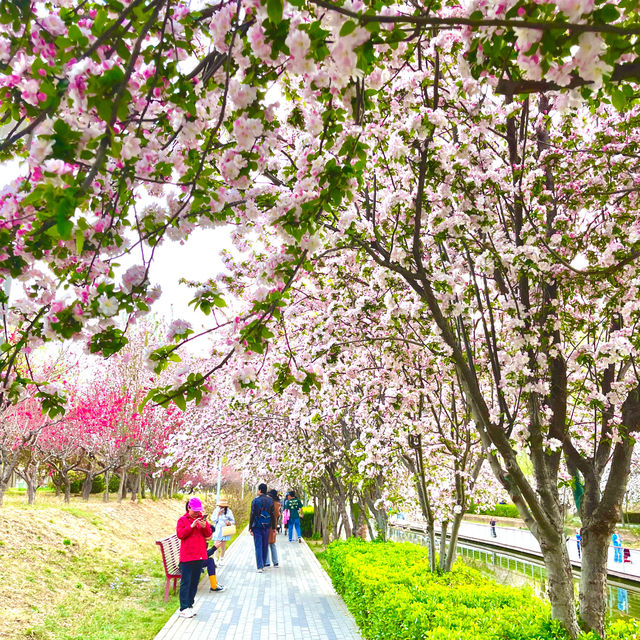 Bike ride through beautiful blossoms in Beijing 🌺🌸