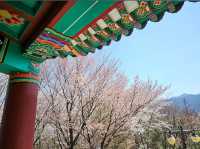 Cherry Blossom in Wansan Park