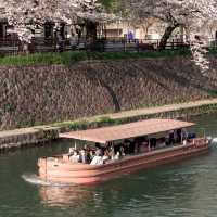 🌸 OKAZAKI SAKURA CORRIDOR 🌸