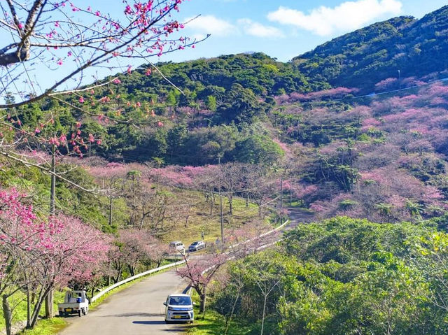 🌸【沖繩】八重岳櫻之森公園：櫻花盛開，春天必去景點