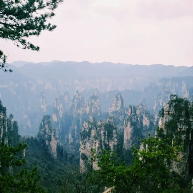 เดินป่าวันเดียวที่อุทยานแห่งชาติจางเจียเจี้ย