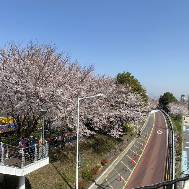 Samnak Ecological Park จุดชมซากุระสวยในปูซาน