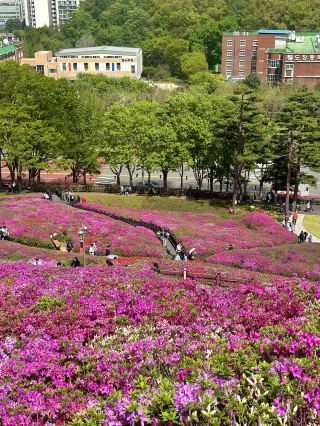 歡慶杜鵑花山十週年，更加精彩的杜鵑花節
