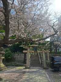 【春旅】桜香る有馬をお散歩♪