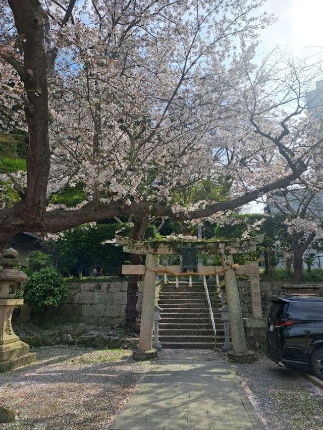 【春旅】桜香る有馬をお散歩♪