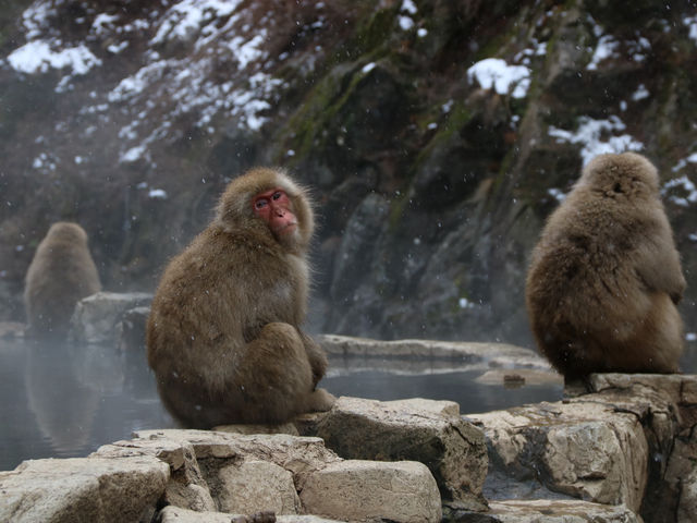 Japan's Monkey Kings and Queens 🐒♨️