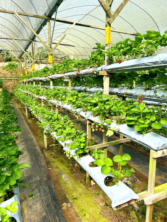 Picking Sweet Memories at the Strawberry Farm, Genting Highlands