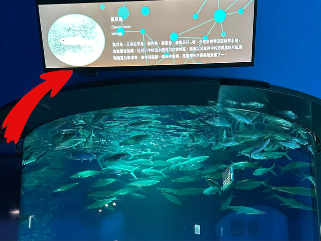 【台北桃園】X Park 水族館：多樣水中生物保證目不暇給‼️一家大小室內好去處🥰