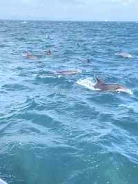 【天草観光】イルカに会える可能性90%以上🐬天草イルカウォッチング🐬