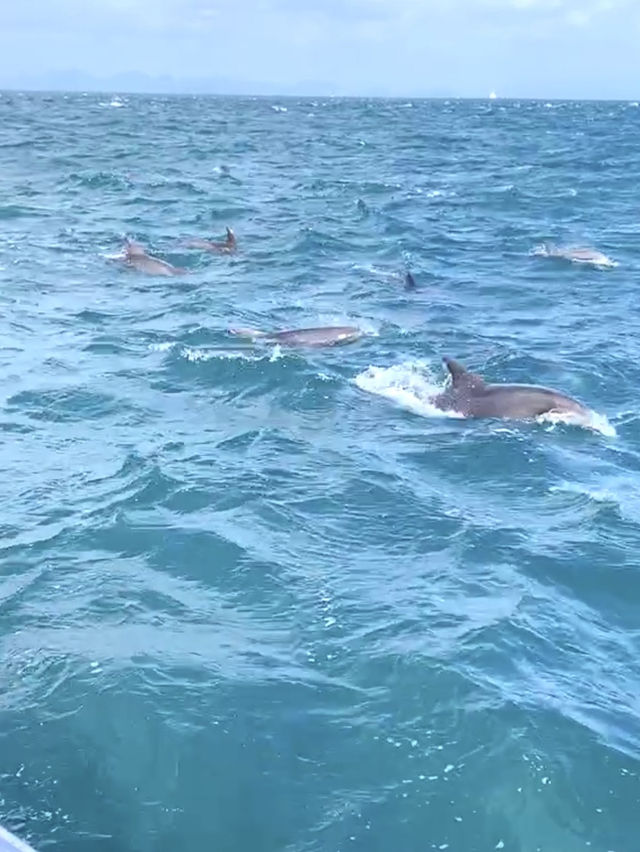 【天草観光】イルカに会える可能性90%以上🐬天草イルカウォッチング🐬