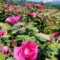 【長野県/高遠　約270種類のバラが咲く丘の上のローズガーデン🌹】
