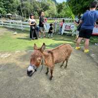 桃園富田農場｜小動物多小孩子玩得很開心