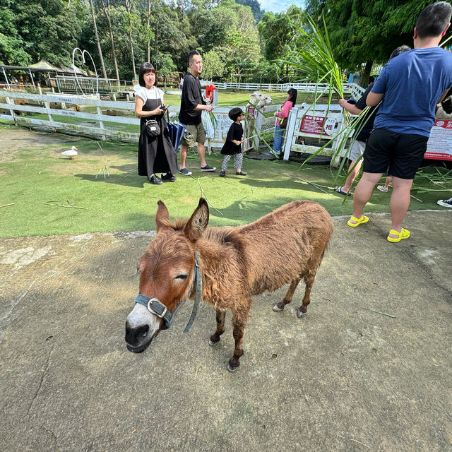 桃園富田農場｜小動物多小孩子玩得很開心