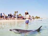 Discover Monkey Mia: Western Australia Hidden Gem