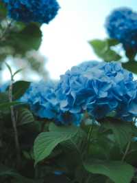 【東京】紫陽花おすすめスポット3選𓂃 𓈒𓏸❁⃘