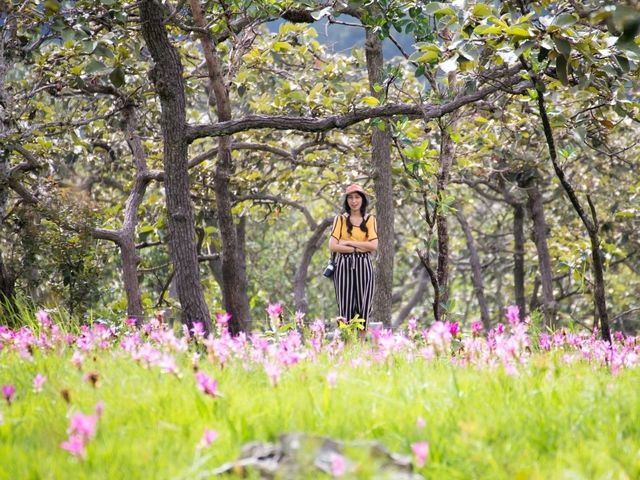 ดอกกระเจียวบาน @อุทยานแห่งชาติป่าหินงาม