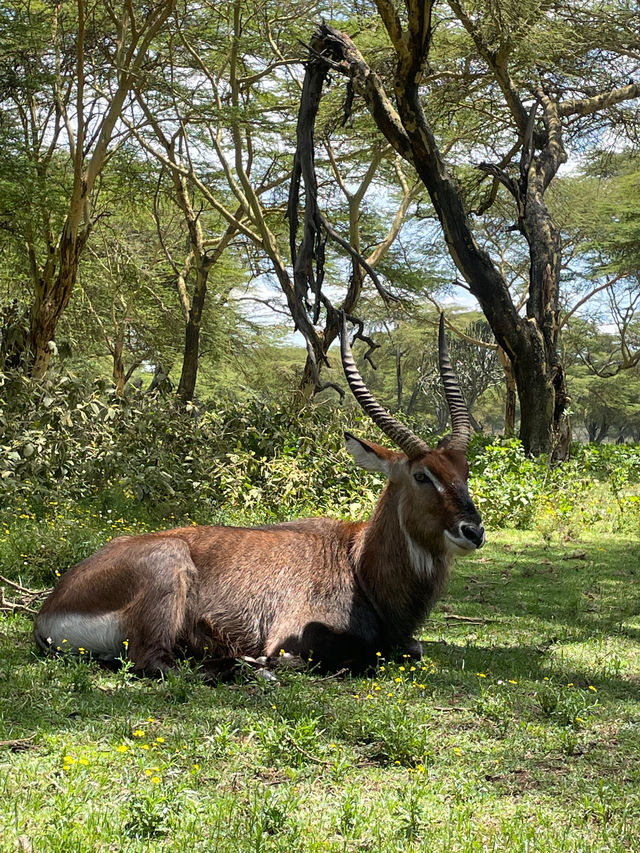 🦓세렝게티 못지 않은 화려한 동물들의 초원! 케냐 마사이마라 국립공원