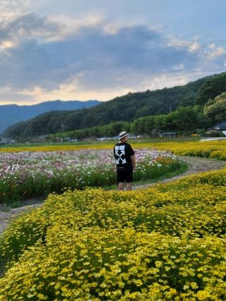 令人目不暇給的波斯菊和金雞菊花海