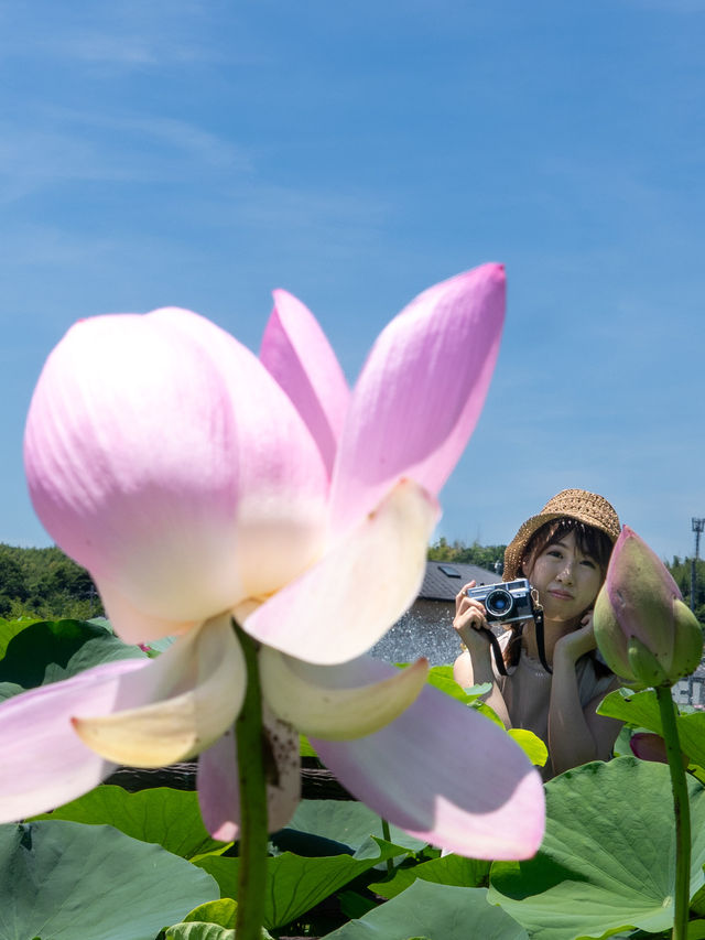 無料【穴場スポット】蓮の絶景無料スポット˚˖𓍢ִ︎✿❁﻿✧˚平池緑地公園
