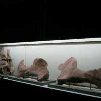 Lufeng World Dinosaur Musuem