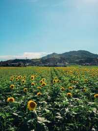 【香川】田園風景の中にある100万本のひまわり！