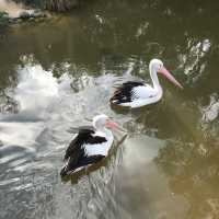 日本庭園がある⁉️メルボルン動物園