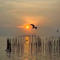 พาดูนกนางนวล บางปู 🕊️