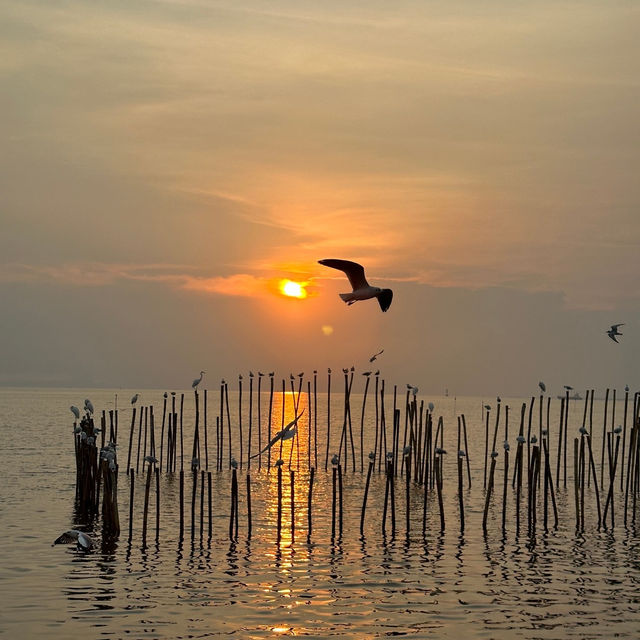 พาดูนกนางนวล บางปู 🕊️