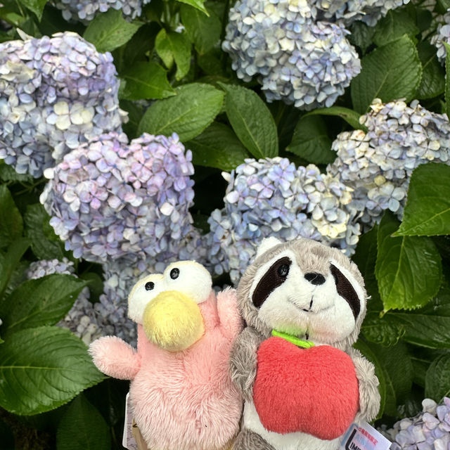 九州久留米千光寺的七千繡球花💐🌺🌸🌻🪻 