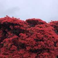 【🇯🇵京都】もこもこツツジが凄い🌺