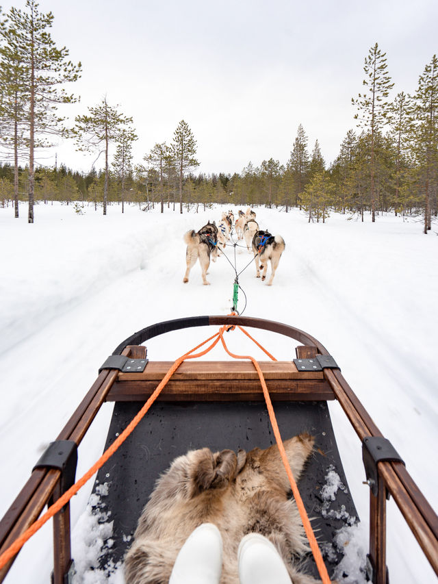 📍Arctic Circle Husky Park
