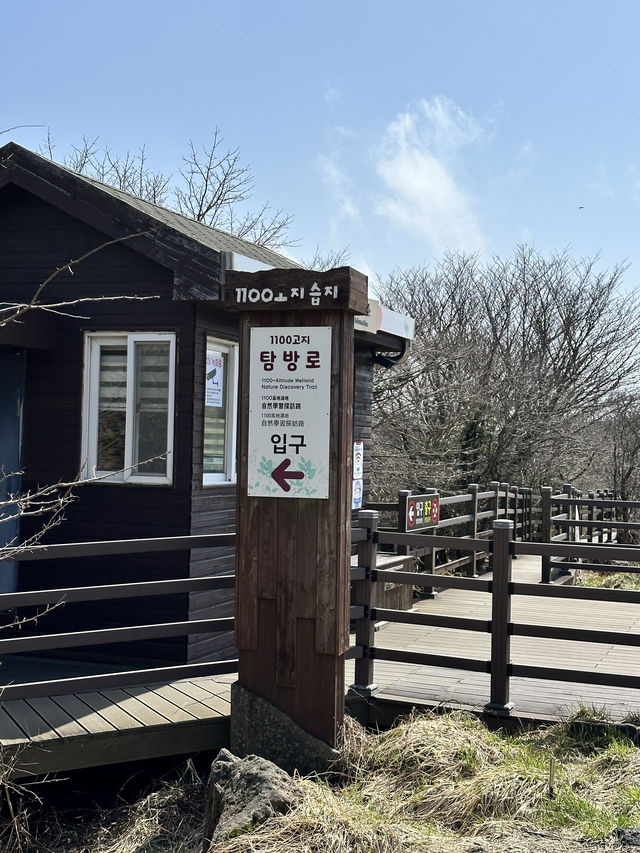 🇰🇷 濟州 韓國最高山漢拿山 🏔️ 最短登山徑⛰️