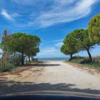 Discover the Untamed Beauty of the Camargue - France’s Wild Heart of Flamingos, Horses