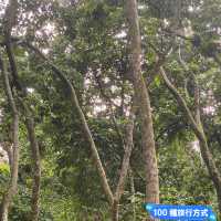 尼泊爾 奇旺國家公園 🏞️