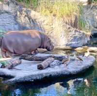 日本ㅣ大阪ㅣ天王寺動物園ㅣ日本第三座動物園