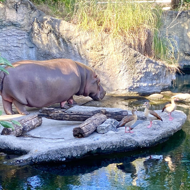 日本ㅣ大阪ㅣ天王寺動物園ㅣ日本第三座動物園