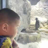 大阪自由行｜大阪水族館海遊館