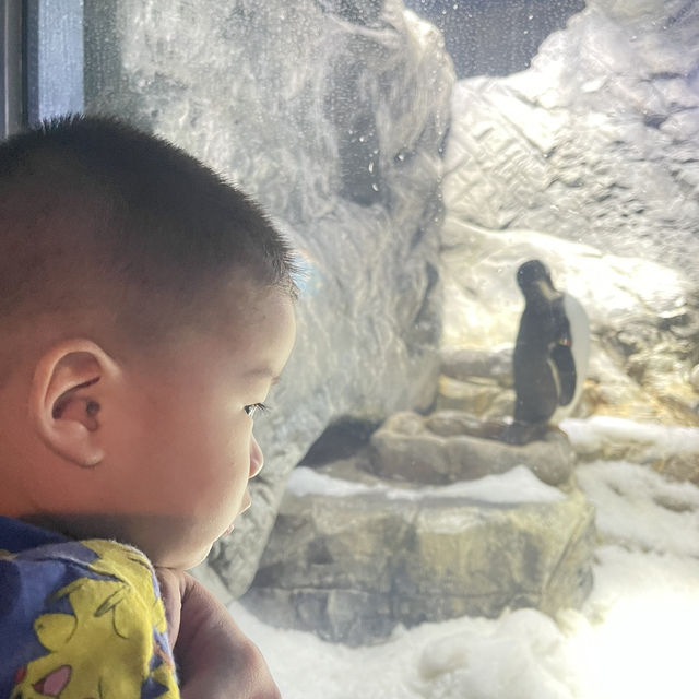 大阪自由行｜大阪水族館海遊館