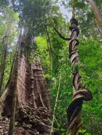 Immersed in Nature: Exploring the Majestic Beauty of Permai Rainforest in Kuching