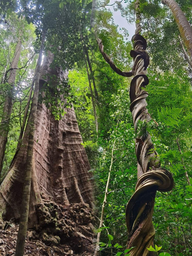 Immersed in Nature: Exploring the Majestic Beauty of Permai Rainforest in Kuching