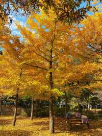🍂 Colourful Nami Island